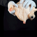 Flying Squirrel Fantasy Ultra-Soft Silicone Masturbation Sleeve