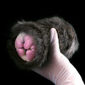 Domlust Black Cat Furry Pocket Pussy — Animal Vagina Silicone Masturbation Sleeve for Men
