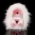 Guinea Pig Pocket Pussy Male Masturbator - Lifelike Animal Furry Sex Doll Penis Masturbator
