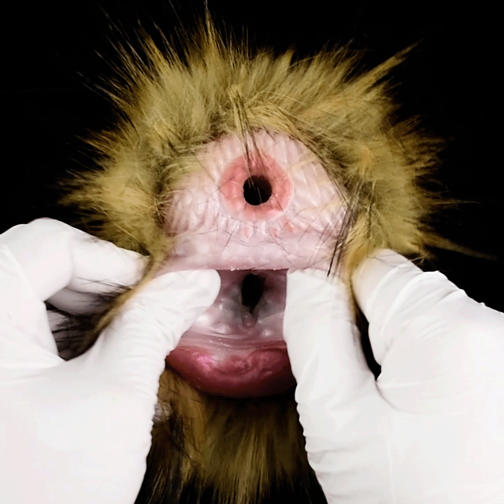 African Gorilla Furry Sex Doll Pocket Masturbator - Animals Pussies Masturbation Cup Blowjob