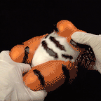 Tiger-Themed Hip Male Masturbator Cup