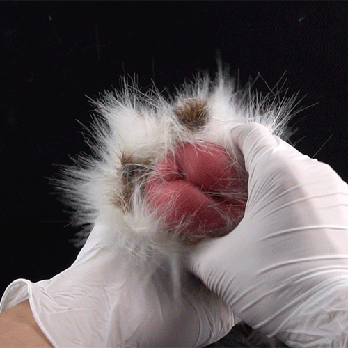 Dalmatian Fur Pocket Pussy – Removable Animal Fur Platinum Silicone Male Masturbator