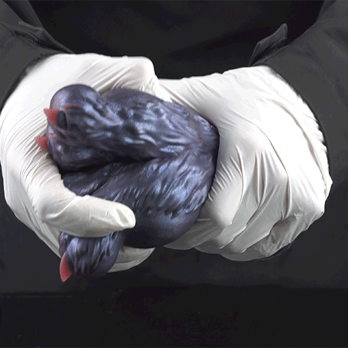 Dark Fantasy Beast Paw Silicone Pocket Pussy – Hidden Channel Claws for Men Blowjob Masturbation