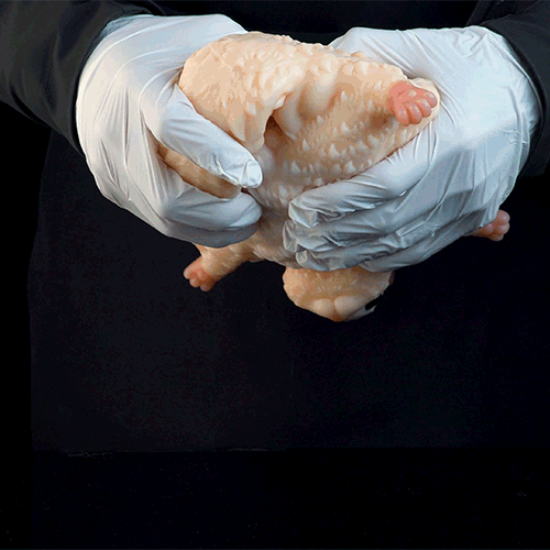Sugar Glider Fantasy Animal Pocket Pussy | Hands-Free Suction Silicone Stroker — Domlust