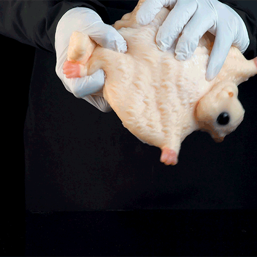 Sugar Glider Fantasy Animal Pocket Pussy | Hands-Free Suction Silicone Stroker — Domlust