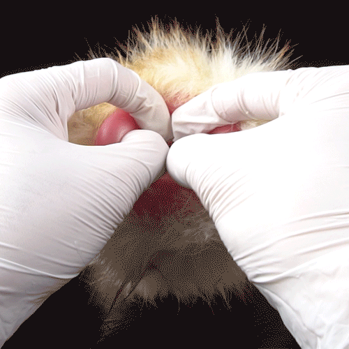Lop Rabbit Furry Pocket Pussy – Removable Fur Animal Masturbator
