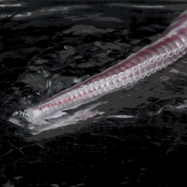 21 Inch Tentacle Dildo with Endoscope Camera - Extra Long Silicone Alien Toy for Deep G-Spot Exploration