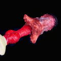 Octopus Flower Fetish Pocket Pussy — Ultra-Soft Silicone Masturbator | Domlust
