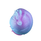Fantasy Dragon - Inspired Silicone Plug with Suction Base - Tarisss Sex Toy Store