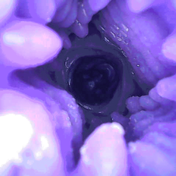 Abyssal Eye Lord of Tides – Octopus Fantasy Pocket Pussy | Dual-Channel Alien Masturbator