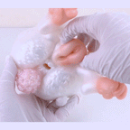 Pink Bunny Fantasy Pocket Pussy - Soft Penis Massaging Blowjob Animal Masturbator